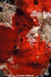 Frog Fish Close Up by Brian Welman 